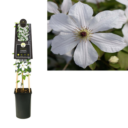 Kletterpflanze Clematis Forever Friends PBR (Waldrebe) - Kletterpflanzen