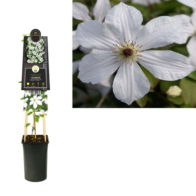 Kletterpflanze Clematis Forever Friends PBR (Bosrank)