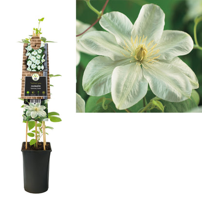 Kletterpflanze Clematis Guernsey Cream (Waldrebe) - Kletterpflanzen