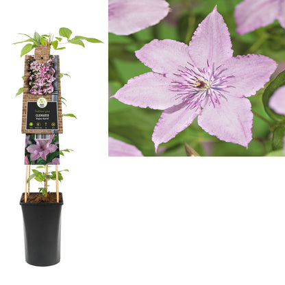 Kletterpflanze Clematis Hagley Hybrid (Waldrebe) - Kletterpflanzen
