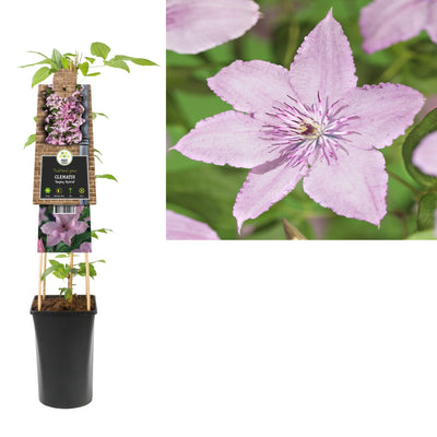 Kletterpflanze Clematis Hagley Hybrid (Kissenrebe)