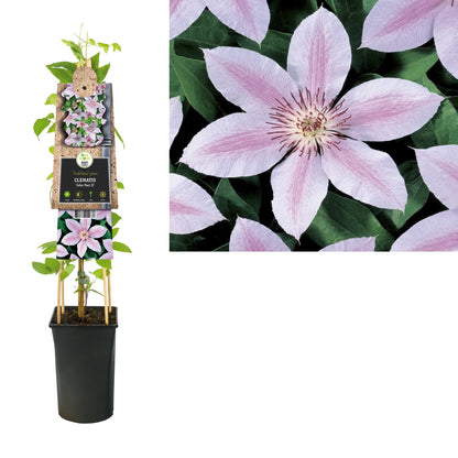Kletterpflanze Clematis John Paul II (Waldrebe) - Kletterpflanzen