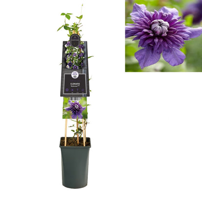 Kletterpflanze Clematis Kokonoe PBR (Waldrebe) - Kletterpflanzen