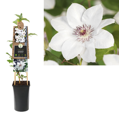 Clematis 'Miss Bateman' - Kletterpflanzen