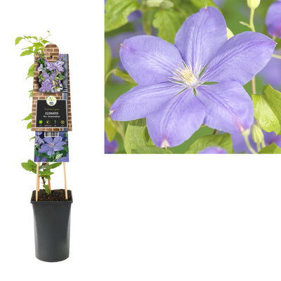 Kletterpflanze Clematis Mrs. Cholmondeley (Chelsea-Kletterpflanze)