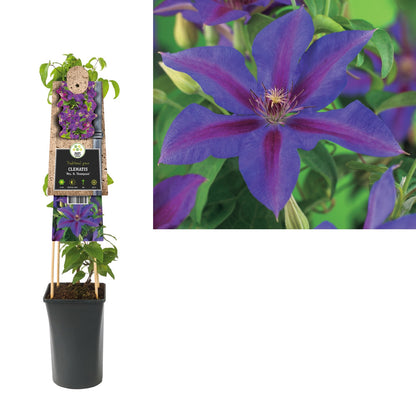 Kletterpflanze Clematis Mrs. N. Thompson (Waldrebe) - Kletterpflanzen
