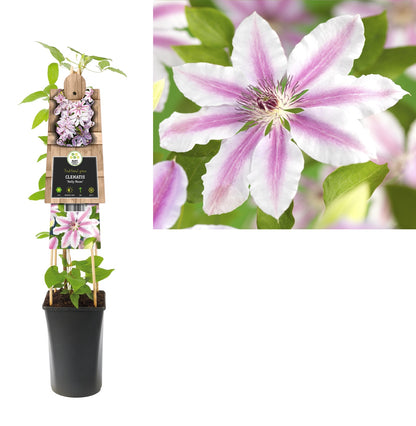 Kletterpflanze Clematis Nelly Moser (Waldrebe) - Kletterpflanzen