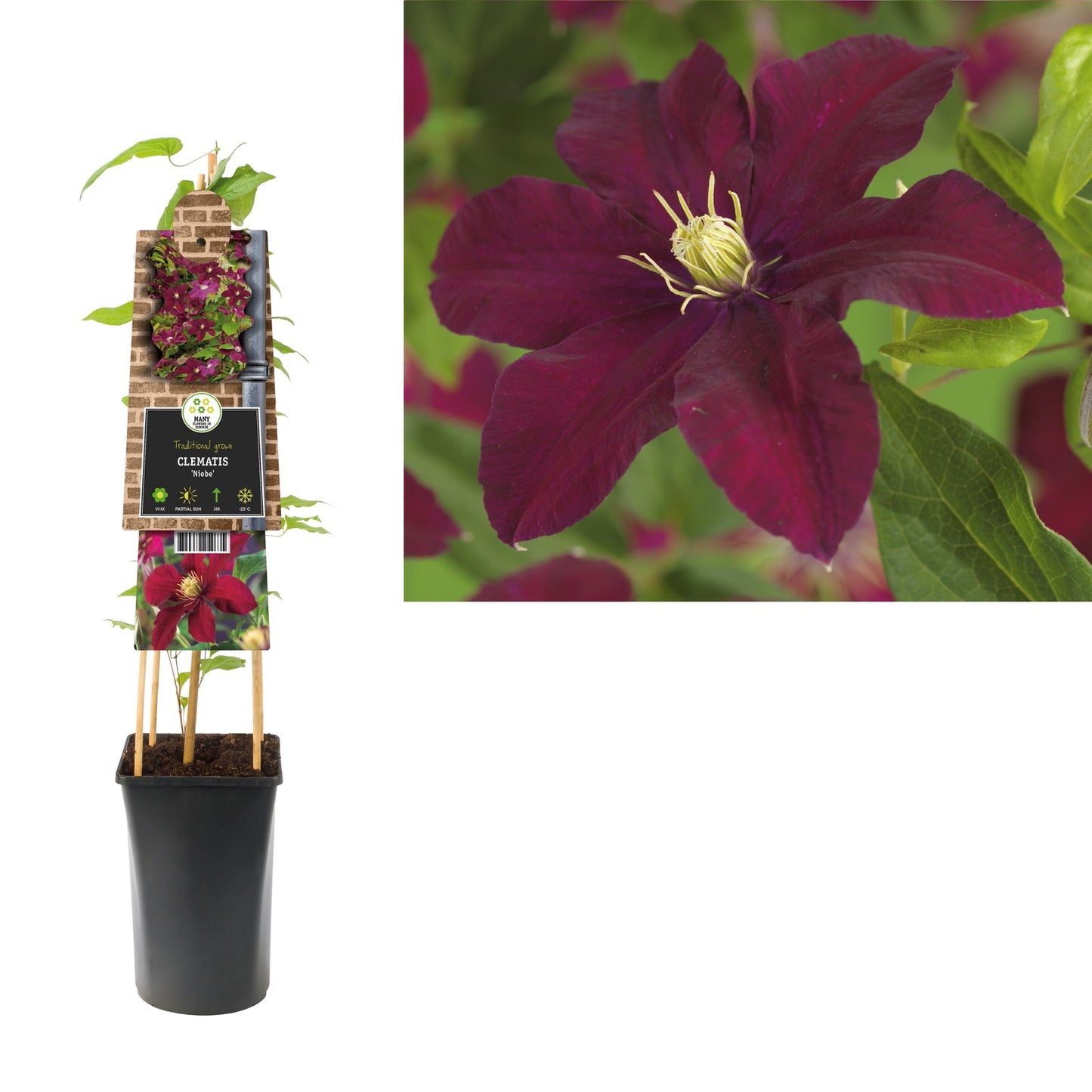 Kletterpflanze Clematis Niobe (Waldrebe) - Kletterpflanzen