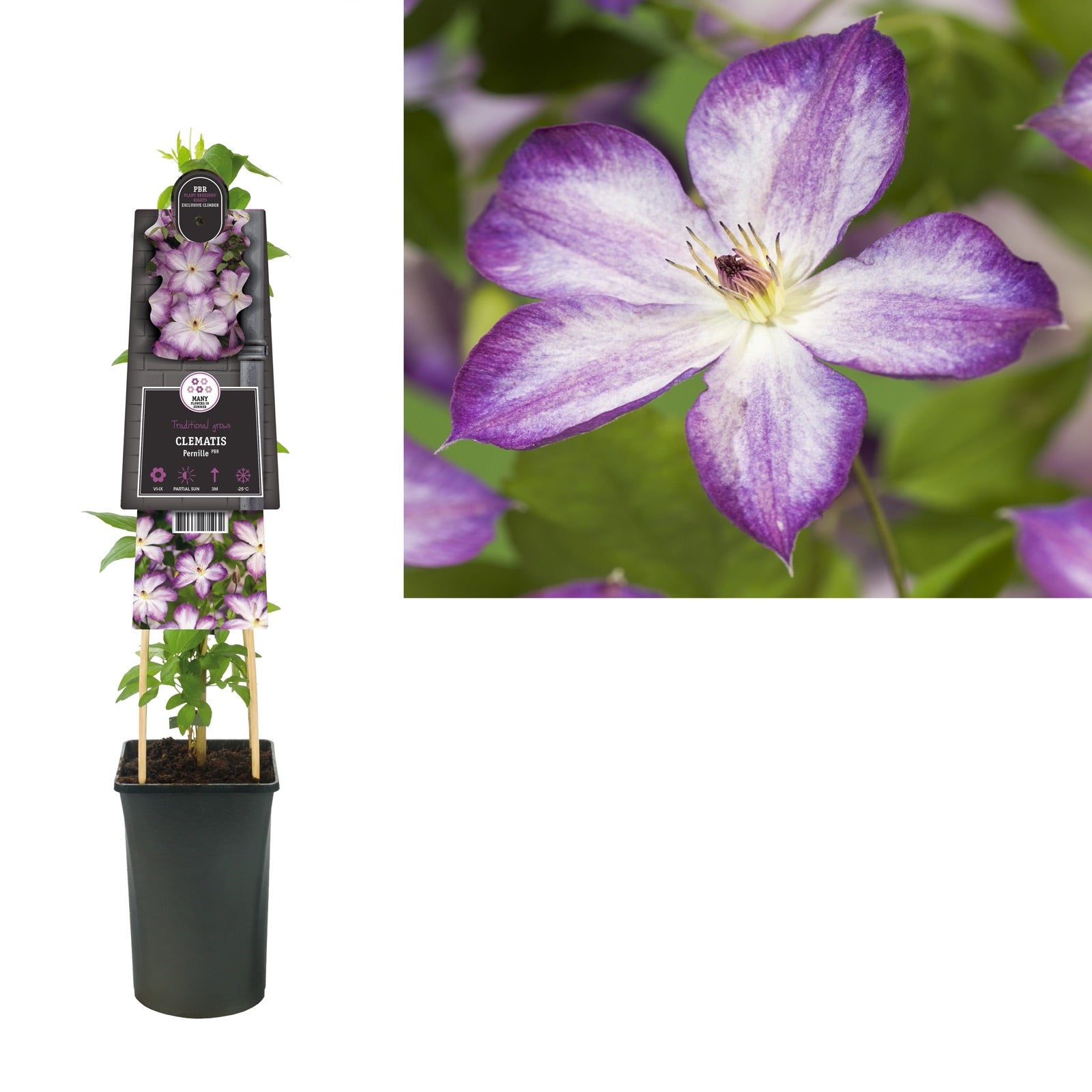 Kletterpflanze Clematis Pernille PBR (Waldrebe) - Kletterpflanzen
