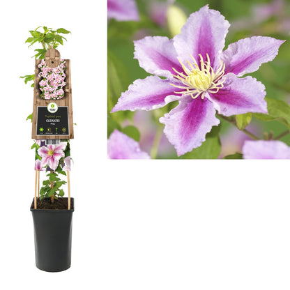 Kletterpflanze Clematis Piilu (Waldrebe) - Kletterpflanzen