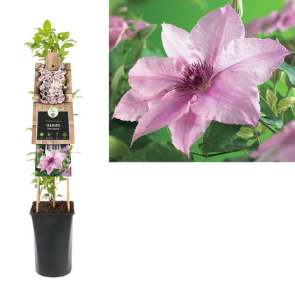 Kletterpflanze Clematis Pink Fantasy (Waldrebe) - Kletterpflanzen
