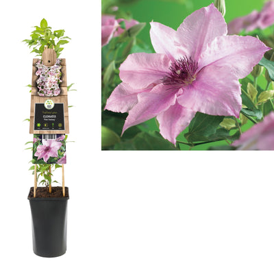 Kletterpflanze Clematis Pink Fantasy (Kissen)