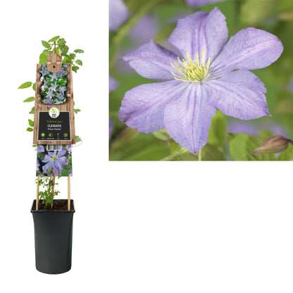 Kletterpflanze Clematis Prince Charles (Waldrebe) - Kletterpflanzen