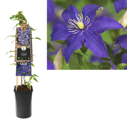 Kletterpflanze Clematis Rhapsody (Waldrebe) - Kletterpflanzen