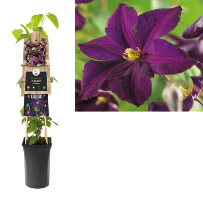 Kletterpflanze Clematis Romantika (Huhnbeere)