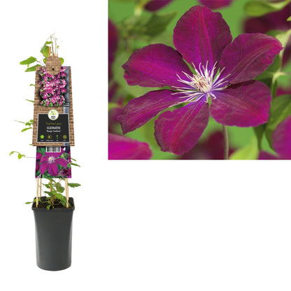Kletterpflanze Clematis Rouge Cardinal (Waldrebe) - Kletterpflanzen