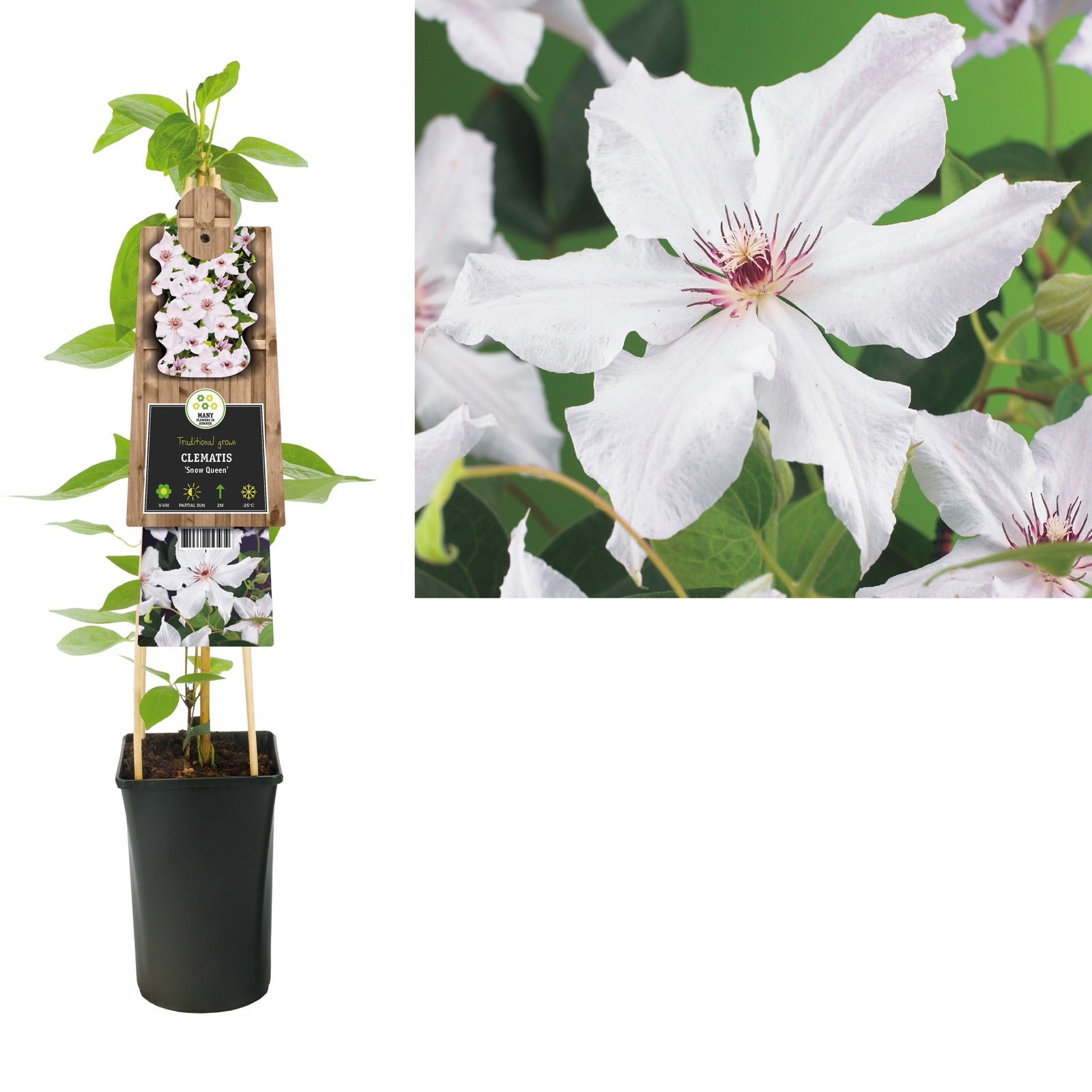 Klimplant Clematis Snow Queen (Bosrank) - Klimplanten
