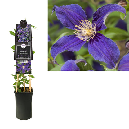 Kletterpflanze Clematis So Many® Blue Flowers PBR (Waldrebe) - Kletterpflanzen
