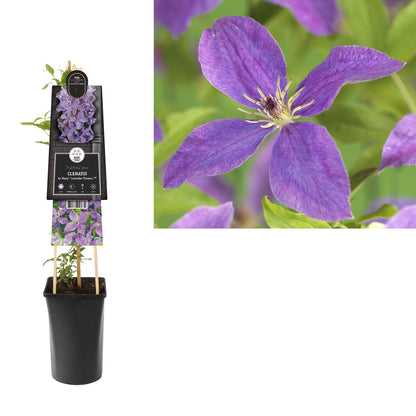 Kletterpflanze Clematis So Many® Lavender Flowers PBR (Waldrebe) - Kletterpflanzen