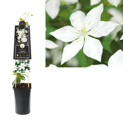 Kletterpflanze Clematis So Many® White Flowers PBR (Bosrank)