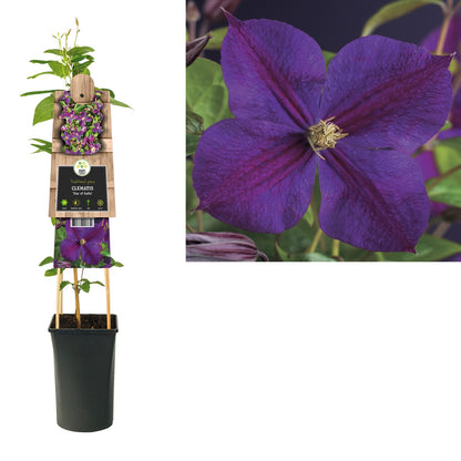 Kletterpflanze Clematis Star of India (Waldrebe) - Kletterpflanzen