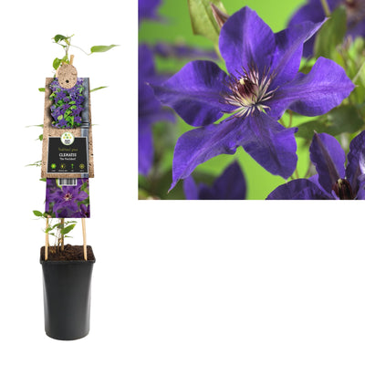 Kletterpflanze Clematis 'The President' (Bosrank)