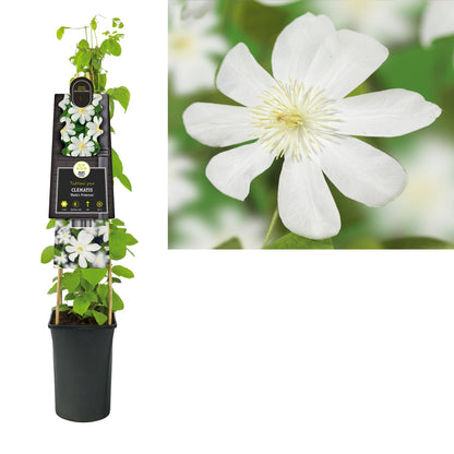 Kletterpflanze Clematis Wada's Primrose (Waldrebe) - Kletterpflanzen