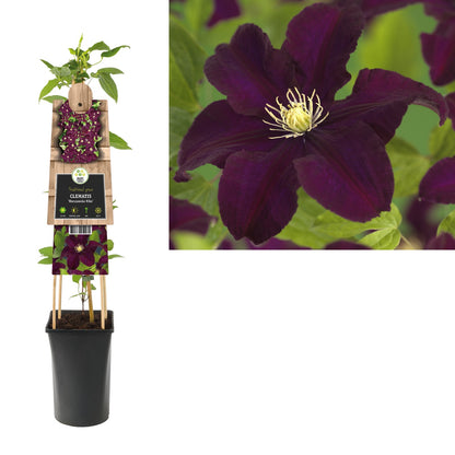 Kletterpflanze Clematis Warszawska Nike (Waldrebe) - Kletterpflanzen