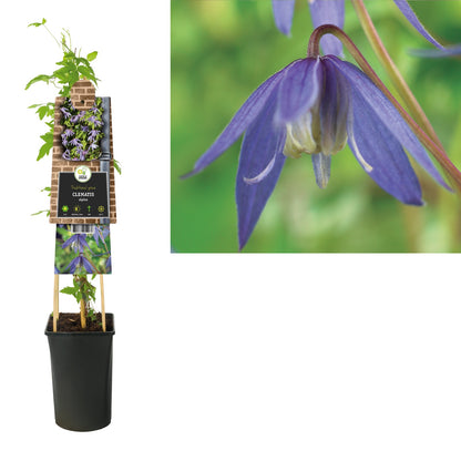 Kletterpflanze Clematis alpina (Alpen-Waldrebe) - Kletterpflanzen