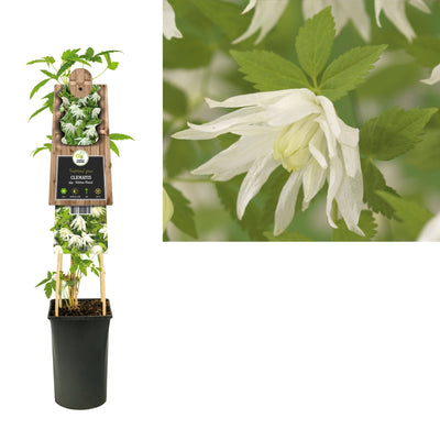 Kletterpflanze Clematis alp. Albina Plena (Preiselbeere)