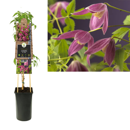 Kletterpflanze Clematis alp. Ruby (Waldrebe) - Kletterpflanzen