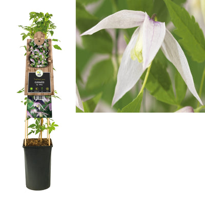 Kletterpflanze Clematis alp. Willy (Weidenblatt)