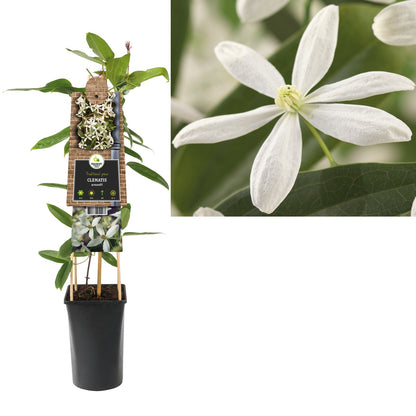 Kletterpflanze Clematis armandii (Waldrebe) - Kletterpflanzen