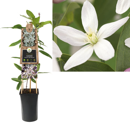 Kletterpflanze Clematis armandii Apple Blossom (Waldrebe) - Kletterpflanzen