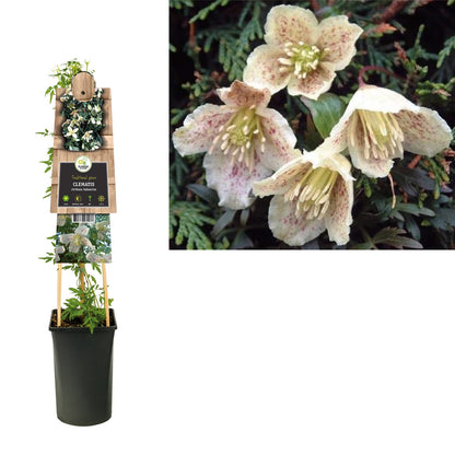Kletterpflanze Clematis cirrhosa balearica (Waldrebe) - Kletterpflanzen
