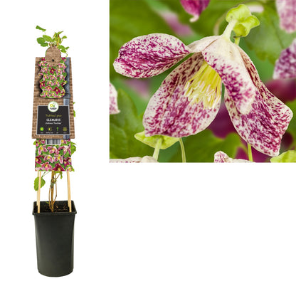 Kletterpflanze Clematis cirrhosa Freckles (Waldrebe) - Kletterpflanzen