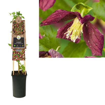 Kletterpflanze Clematis cirrhosa Landsdowne Gem (Waldrebe) - Kletterpflanzen