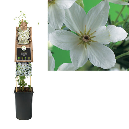 Immergrüne Kletterpflanze Clematis Joe (Waldrebe) - Kletterpflanzen