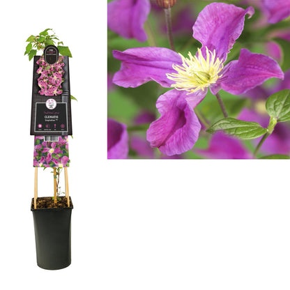 Kletterpflanze Clematis Arabella (Waldrebe) - Kletterpflanzen