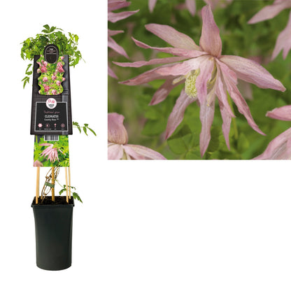 Kletterpflanze Clematis Country Rose PBR (Waldrebe) - Kletterpflanzen