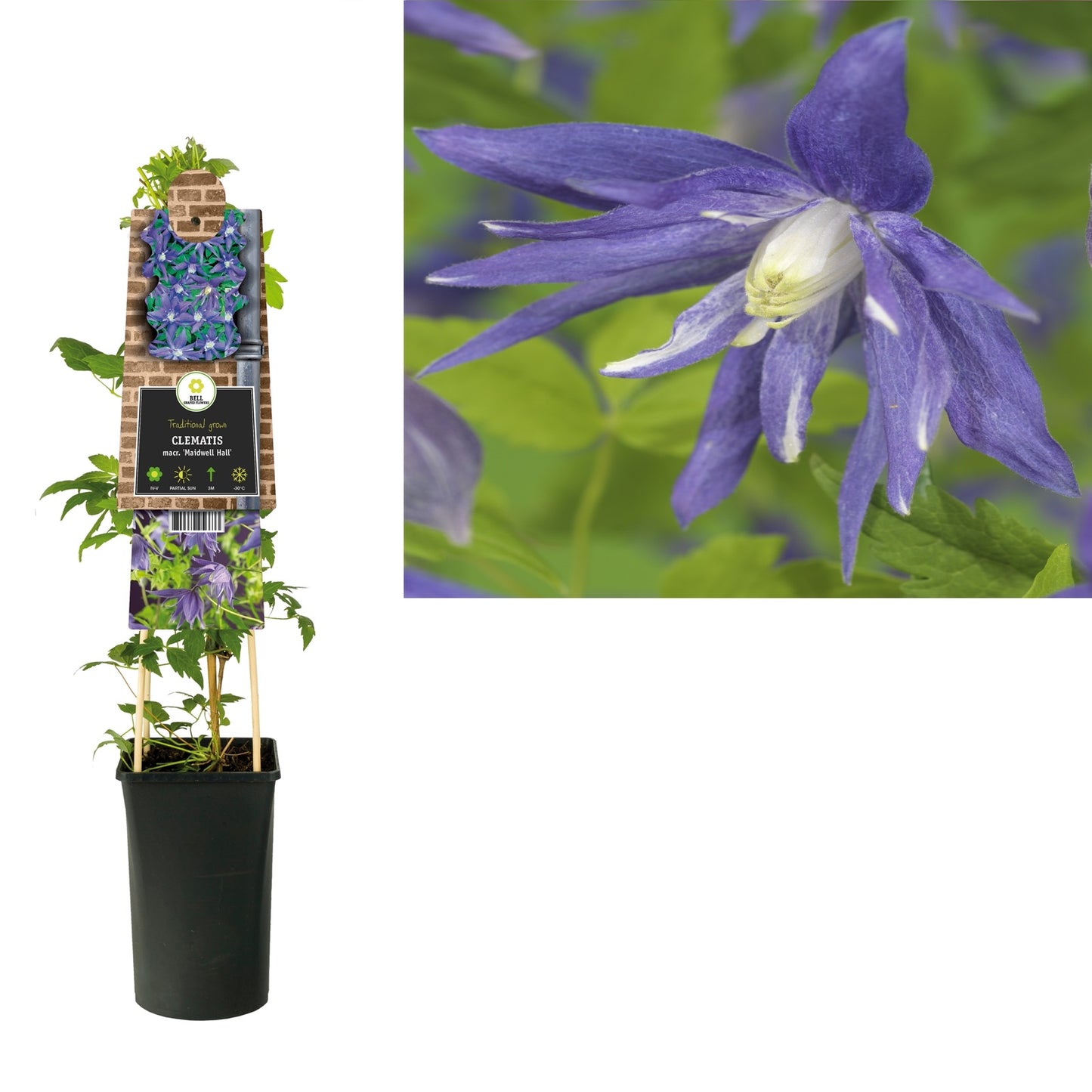 Klimplant Clematis macr. Maidwell Hall (Bosrank) - Klimplanten