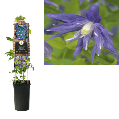 Kletterpflanze Clematis macr. Maidwell Hall (Waldrebe) - Kletterpflanzen