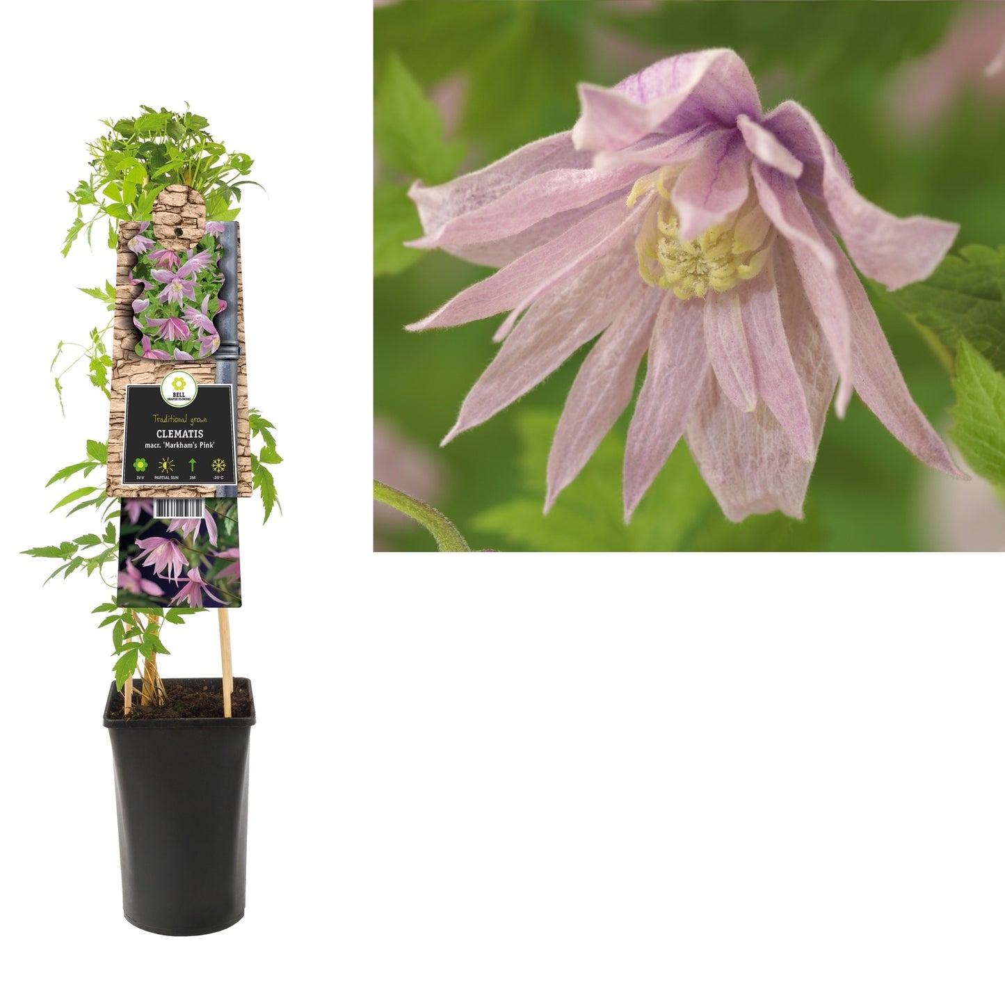 Kletterpflanze Clematis macr. Markham's Pink (Waldrebe) - Kletterpflanzen
