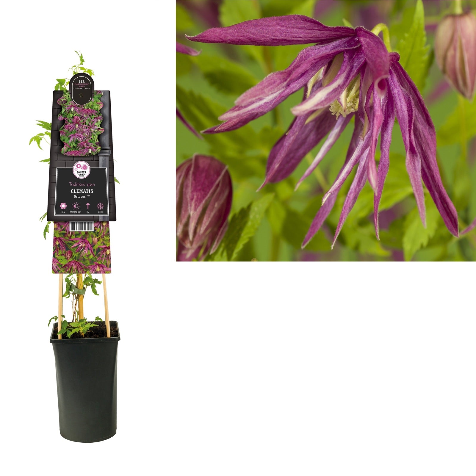 Klimplant Clematis Octopus PBR (Bosrank) - Klimplanten
