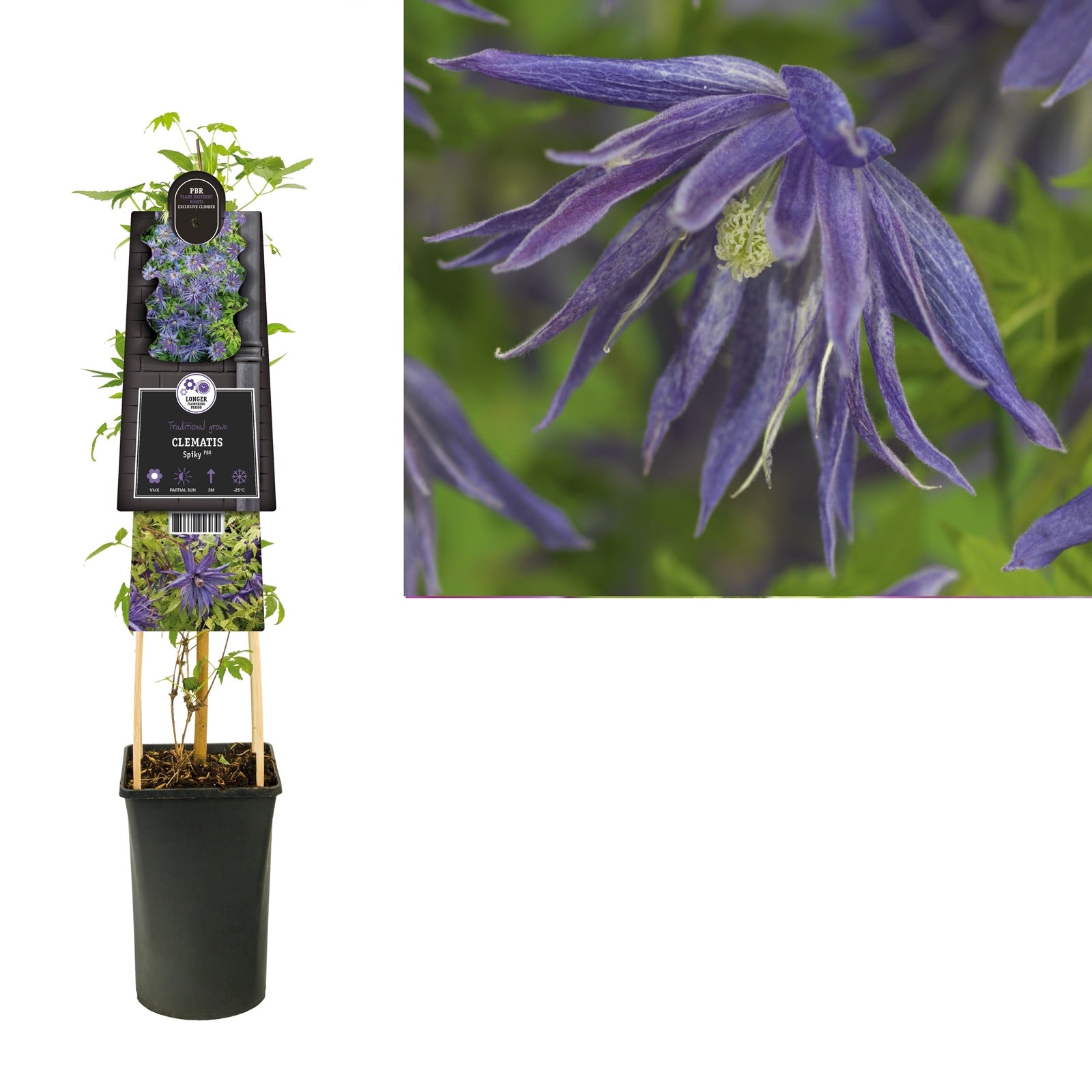 Klimplant Clematis Spiky PBR (Bosrank) - Klimplanten
