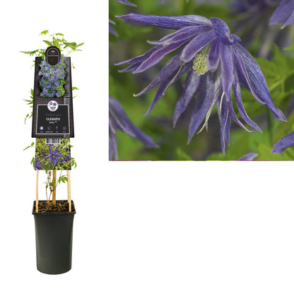 Kletterpflanze Clematis Spiky PBR (Waldrebe) - Kletterpflanzen
