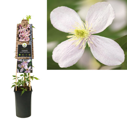 Kletterpflanze Clematis montana Fragrant Spring (Waldrebe) - Kletterpflanzen