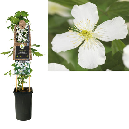 Kletterpflanze Clematis montana Grandiflora (Waldrebe) - Kletterpflanzen