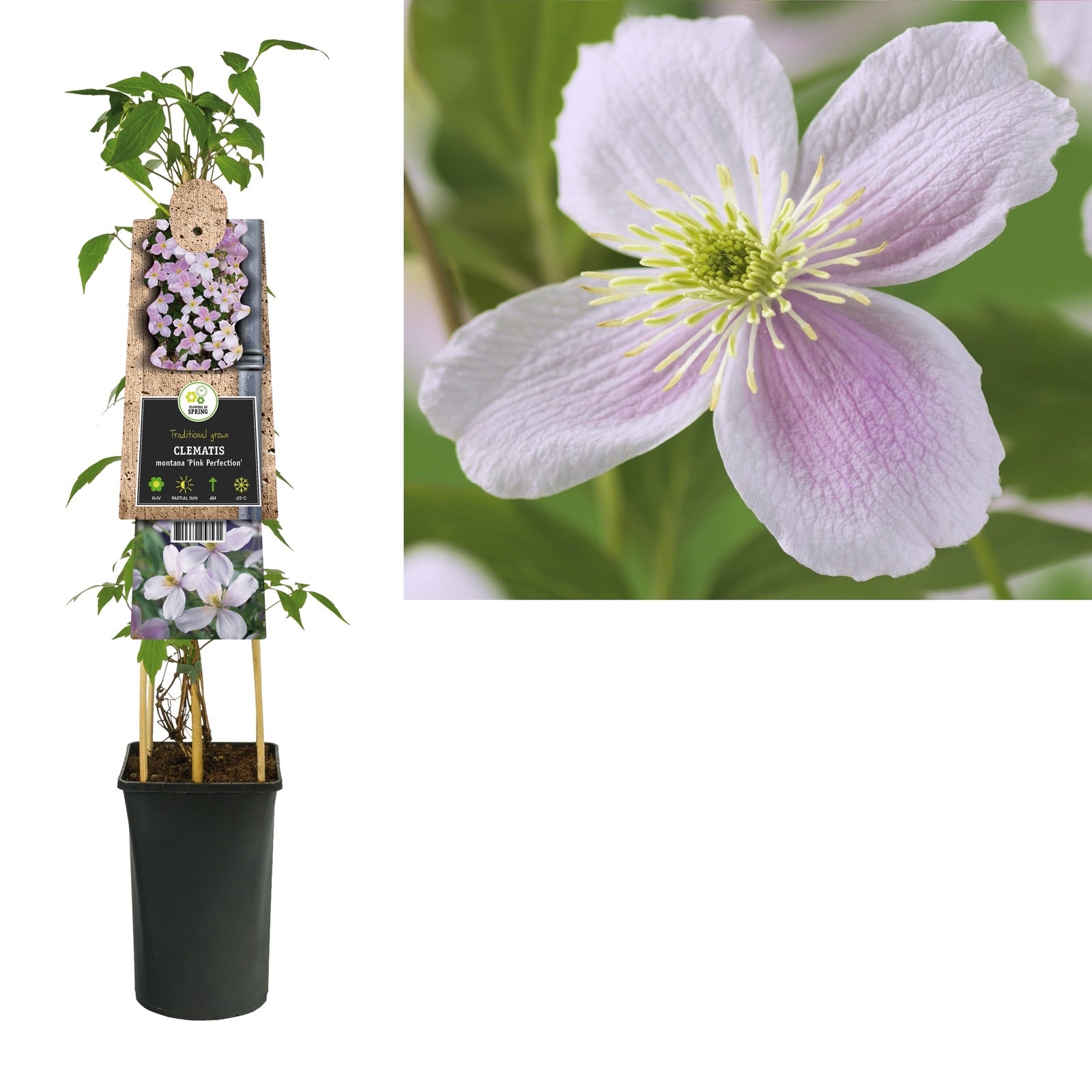 Kletterpflanze Clematis montana Pink Perfection (Waldrebe) - Kletterpflanzen