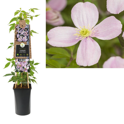 Kletterpflanze Clematis montana Rubens (Waldrebe) - Kletterpflanzen